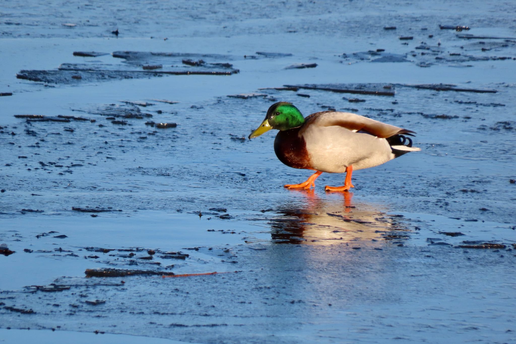 Mallard