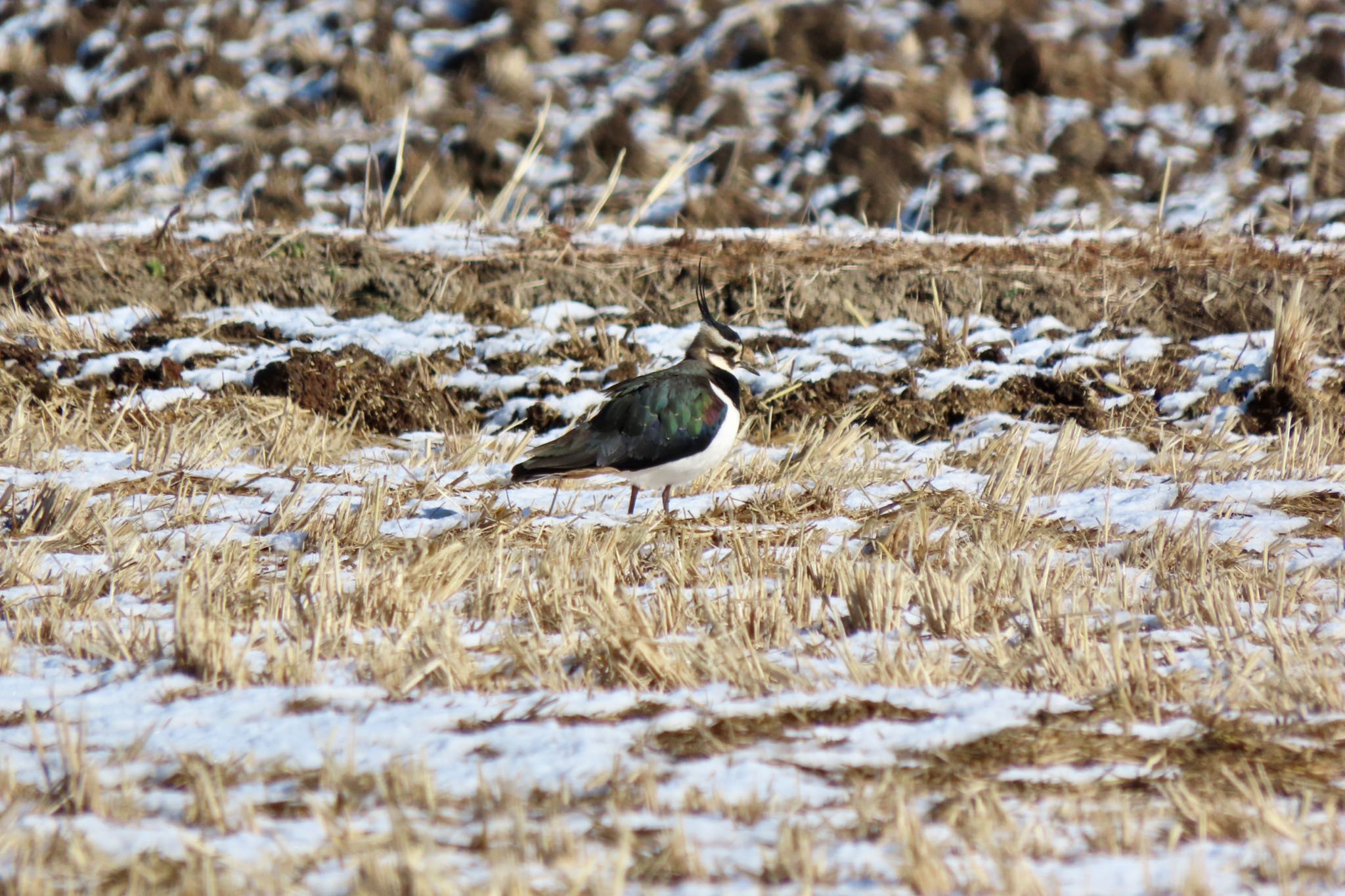 Photo of Northern Lapwing at Watarase Yusuichi (Wetland) by 中学生探鳥家