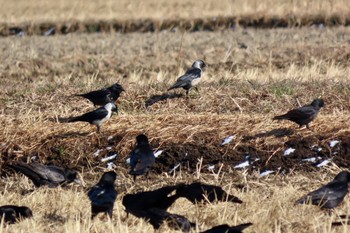 Daurian Jackdaw Watarase Yusuichi (Wetland) Sun, 1/14/2024