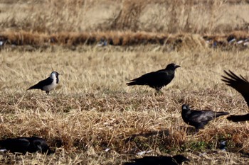 Daurian Jackdaw Watarase Yusuichi (Wetland) Sun, 1/14/2024