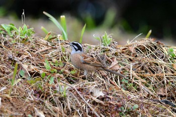 Meadow Bunting 加木屋緑地 Thu, 3/1/2018