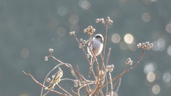 エナガ 奈良市水上池 2024年1月14日(日)