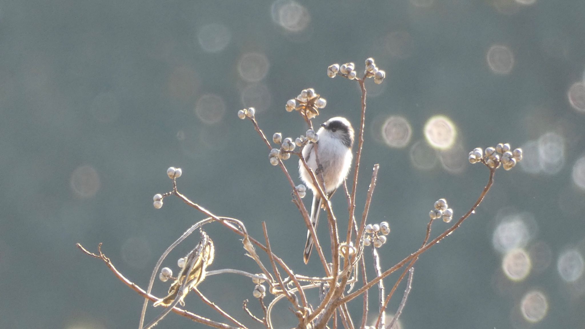 Long-tailed Tit