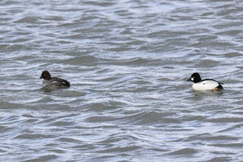 Common Goldeneye 三重 Sun, 1/21/2024