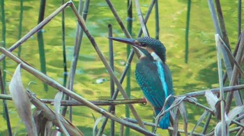 2023年9月18日(月) 青葉の森公園(千葉県)の野鳥観察記録