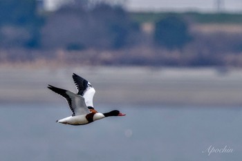 Sat, 1/20/2024 Birding report at Watarase Yusuichi (Wetland)