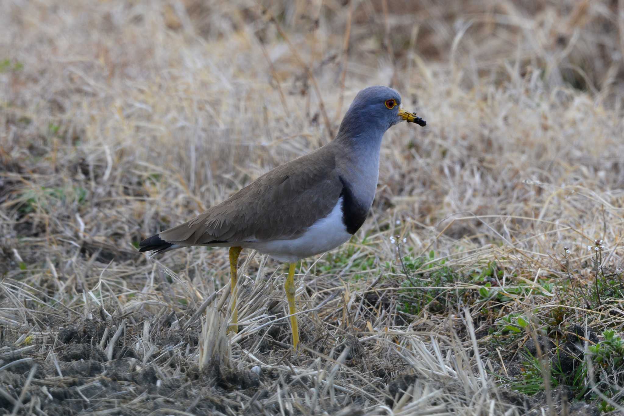 Photo of Grey-headed Lapwing at 加木屋緑地 by ポッちゃんのパパ