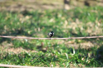 Japanese Tit 郷土の森公園(府中市) Sun, 1/14/2024