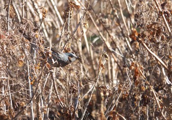 Brown-eared Bulbul 郷土の森公園(府中市) Sun, 1/14/2024