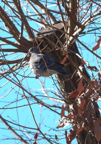 Oriental Turtle Dove 郷土の森公園(府中市) Sun, 1/14/2024