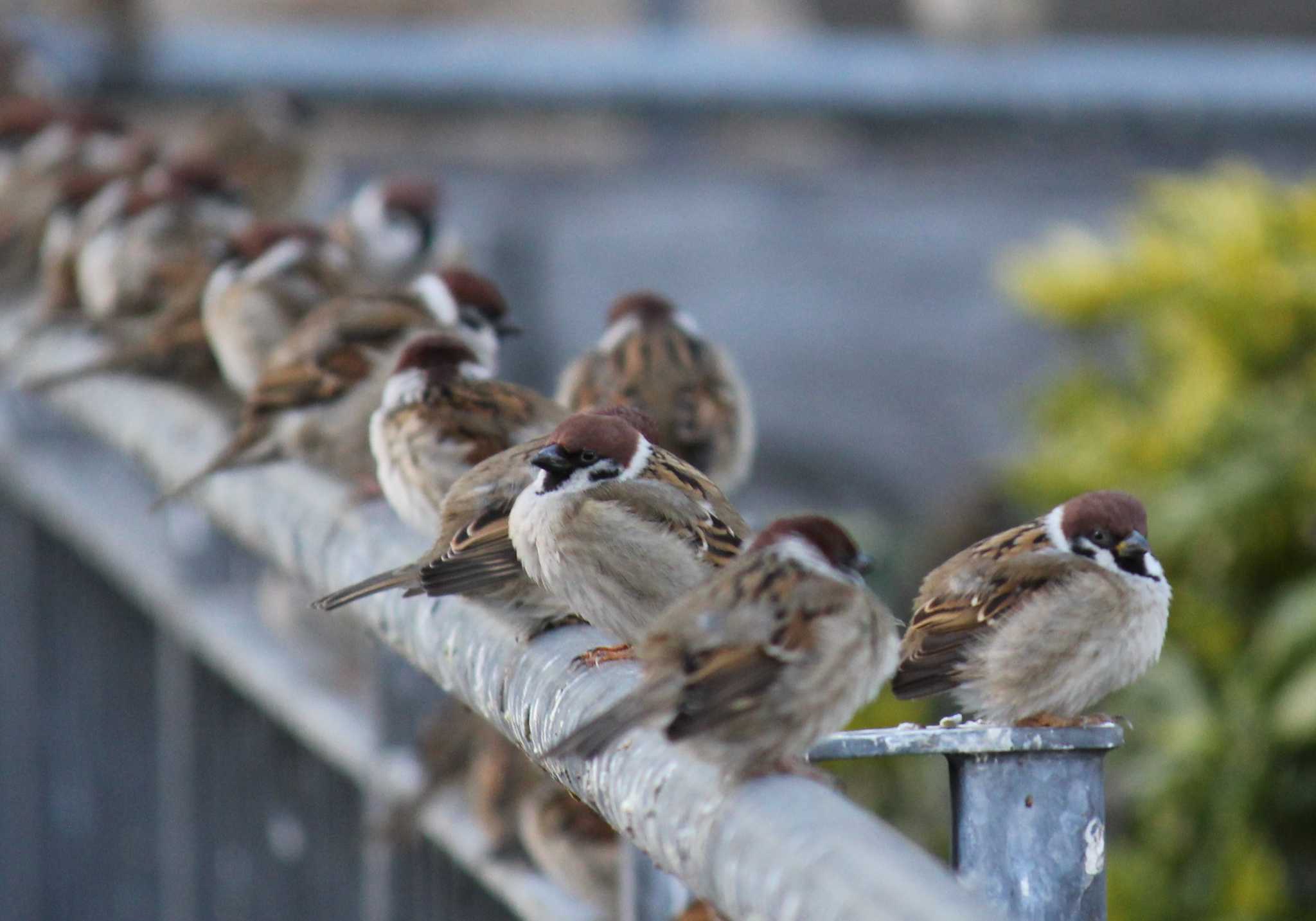 Photo of Eurasian Tree Sparrow at Osaka castle park by もねこま