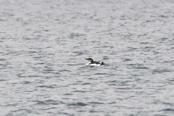 Pacific Loon 能登町 Fri, 1/19/2024