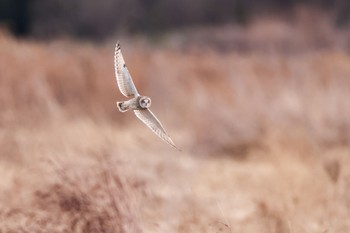 Short-eared Owl 埼玉県 Sun, 1/7/2024