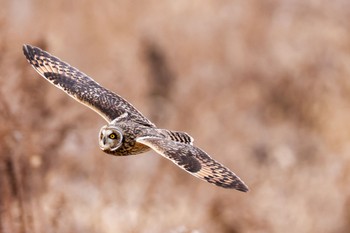 Short-eared Owl 埼玉県 Sun, 1/7/2024