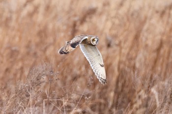 Short-eared Owl 埼玉県 Sun, 1/7/2024