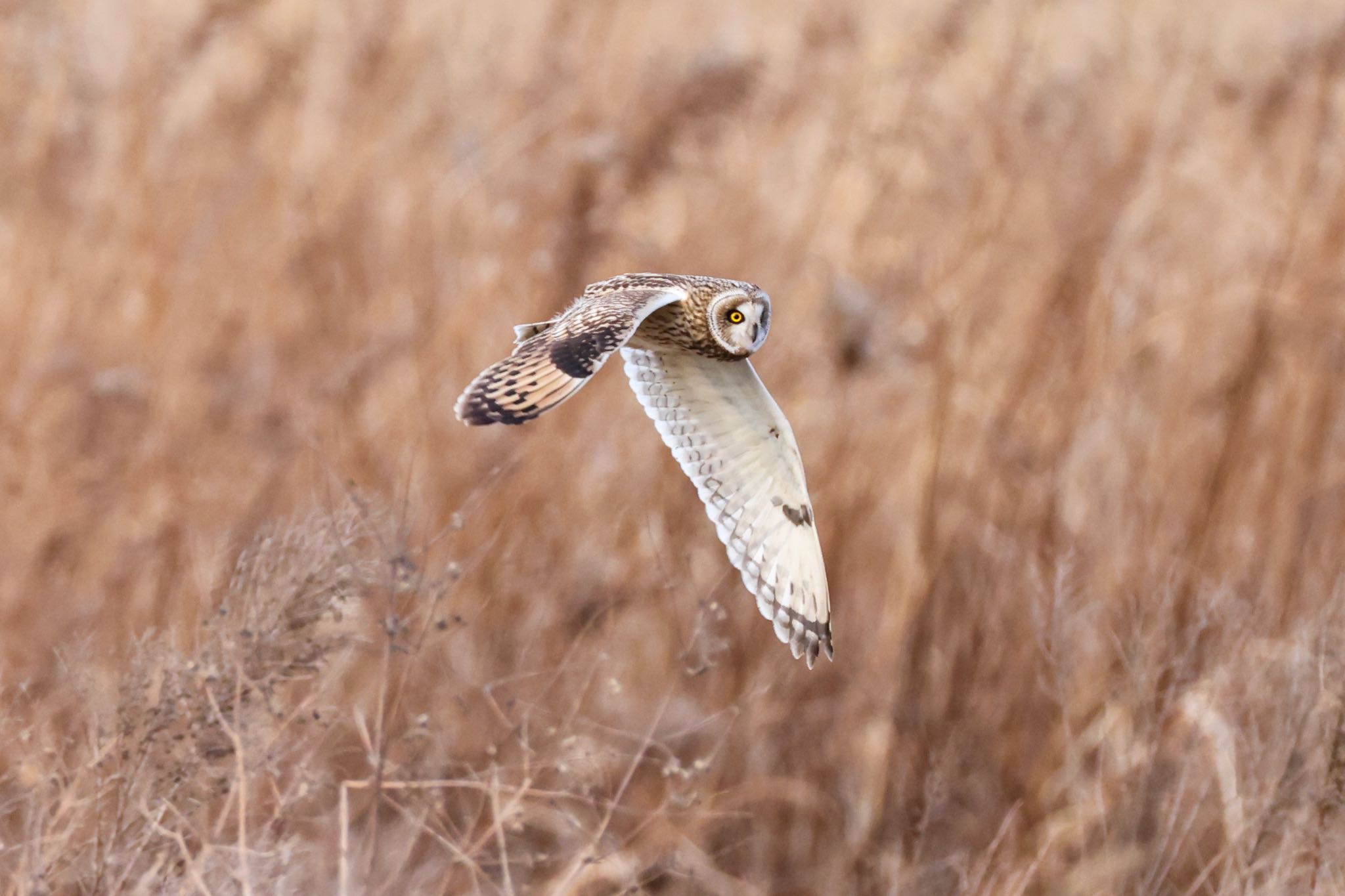 Photo of Short-eared Owl at 埼玉県 by ducati888