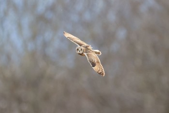 Short-eared Owl 埼玉県 Sun, 1/7/2024