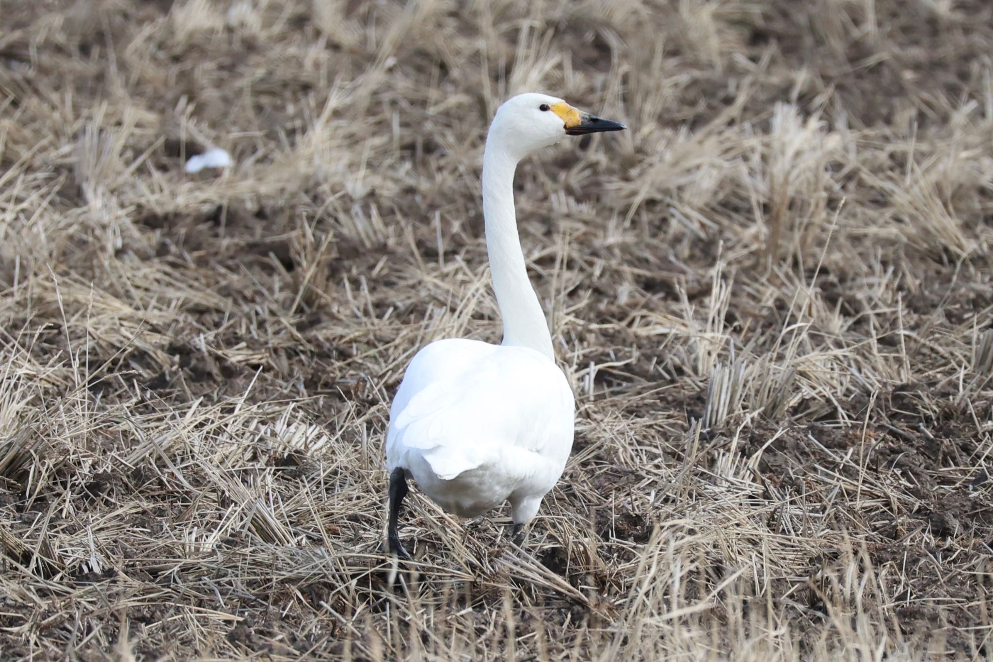 Photo of Tundra Swan at 琵琶湖周辺 by ベルサス