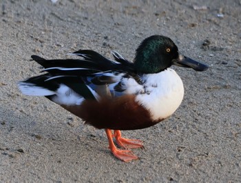 Northern Shoveler 甲子園浜(兵庫県西宮市) Sun, 1/21/2024