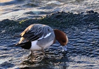 Eurasian Wigeon 甲子園浜(兵庫県西宮市) Sun, 1/21/2024