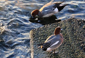 Eurasian Wigeon 甲子園浜(兵庫県西宮市) Sun, 1/21/2024