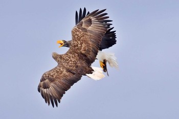 Steller's Sea Eagle 風蓮湖 Wed, 1/17/2024