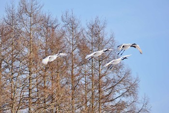 タンチョウ 鶴見台 2024年1月18日(木)