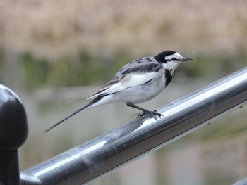 White Wagtail 天王寺公園(大阪市) Sun, 1/21/2024