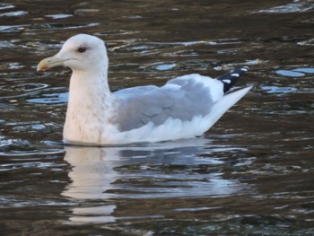 Vega Gull Osaka castle park Sun, 1/21/2024