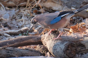 Eurasian Jay Akigase Park Mon, 1/8/2024