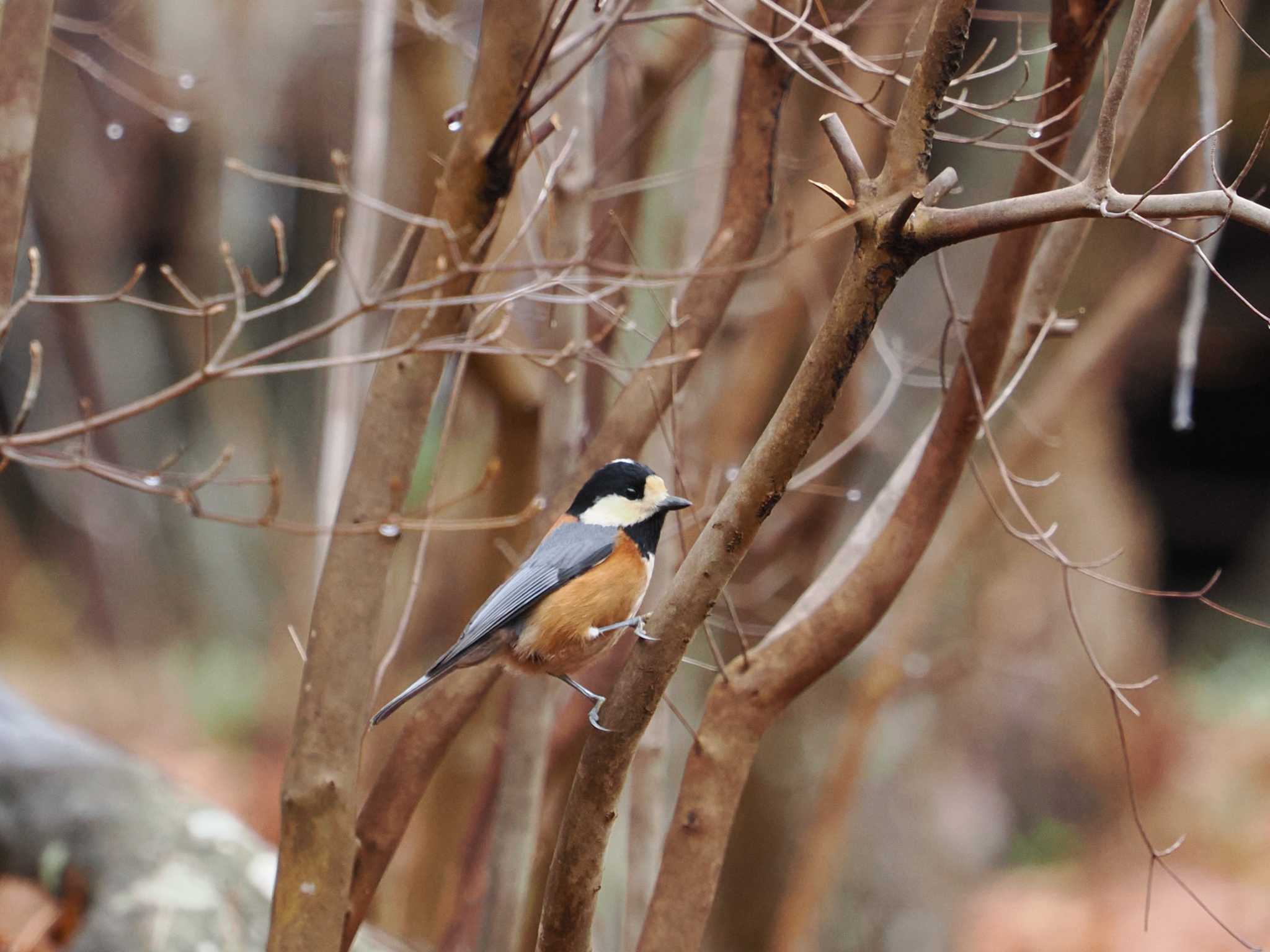 Photo of Varied Tit at 再度公園 by 摩耶山55
