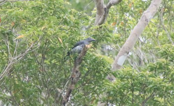 Bar-bellied Cuckooshrike Raja Sikatuna National Park Sun, 7/21/2019