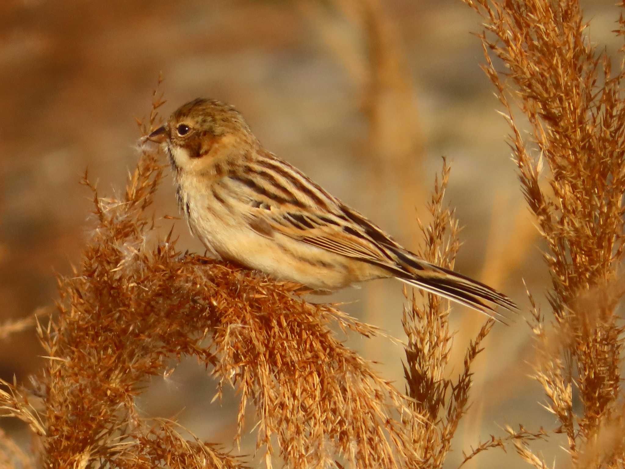 Photo of Pallas's Reed Bunting at 多摩川二ヶ領宿河原堰 by ゆ