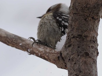 Japanese Pygmy Woodpecker(seebohmi) 左股川緑地(札幌市西区) Sun, 1/21/2024