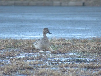 Sun, 1/21/2024 Birding report at 神奈川県横浜市