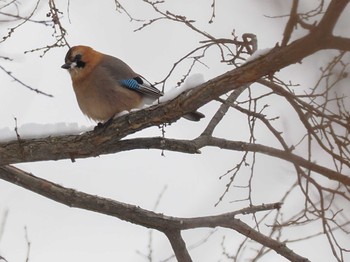 Eurasian Jay(brandtii) 左股川緑地(札幌市西区) Sat, 1/27/2024