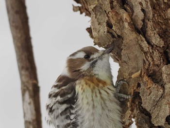 Japanese Pygmy Woodpecker(seebohmi) 五天山公園(札幌市西区) Sun, 1/21/2024