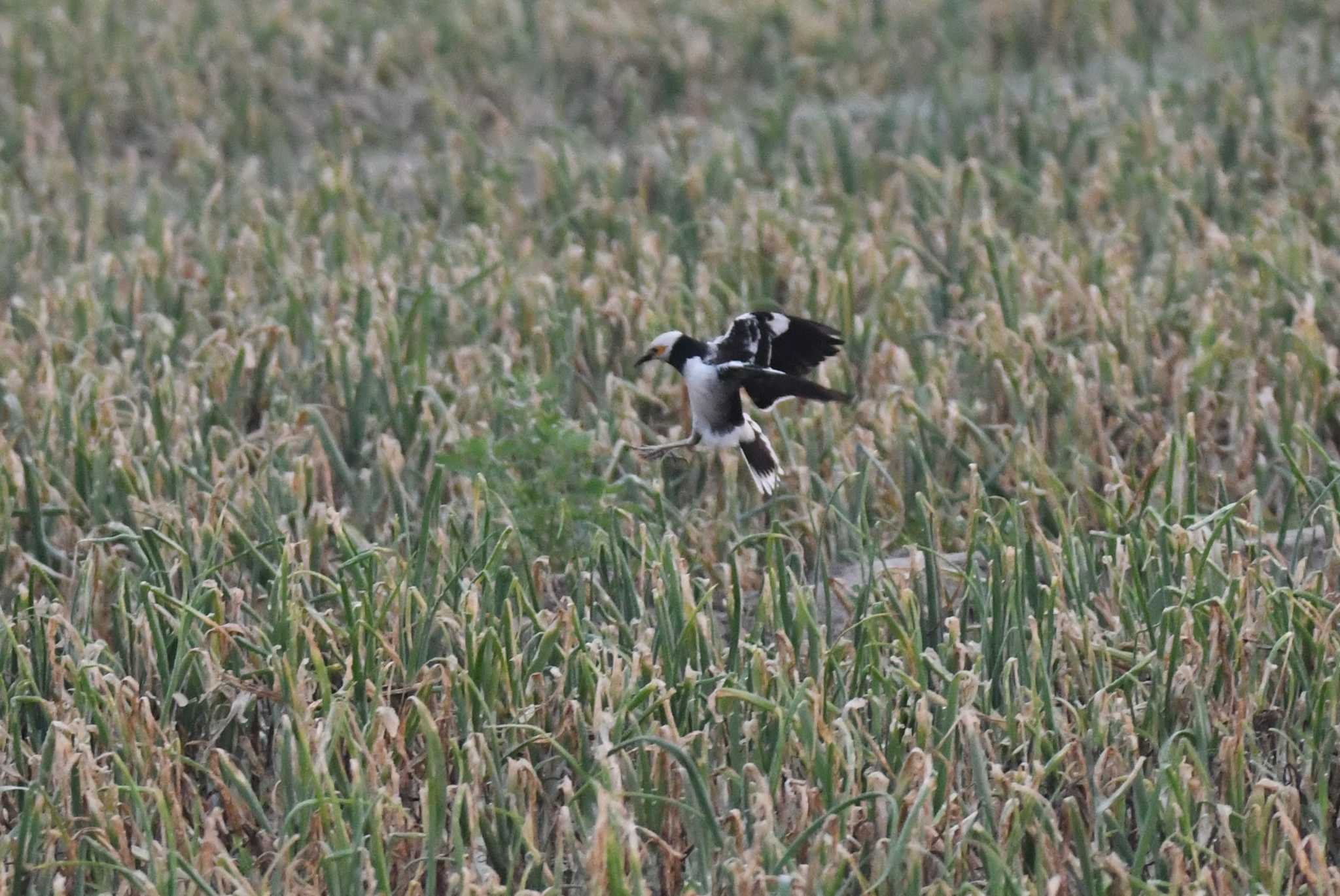 Black-collared Starling