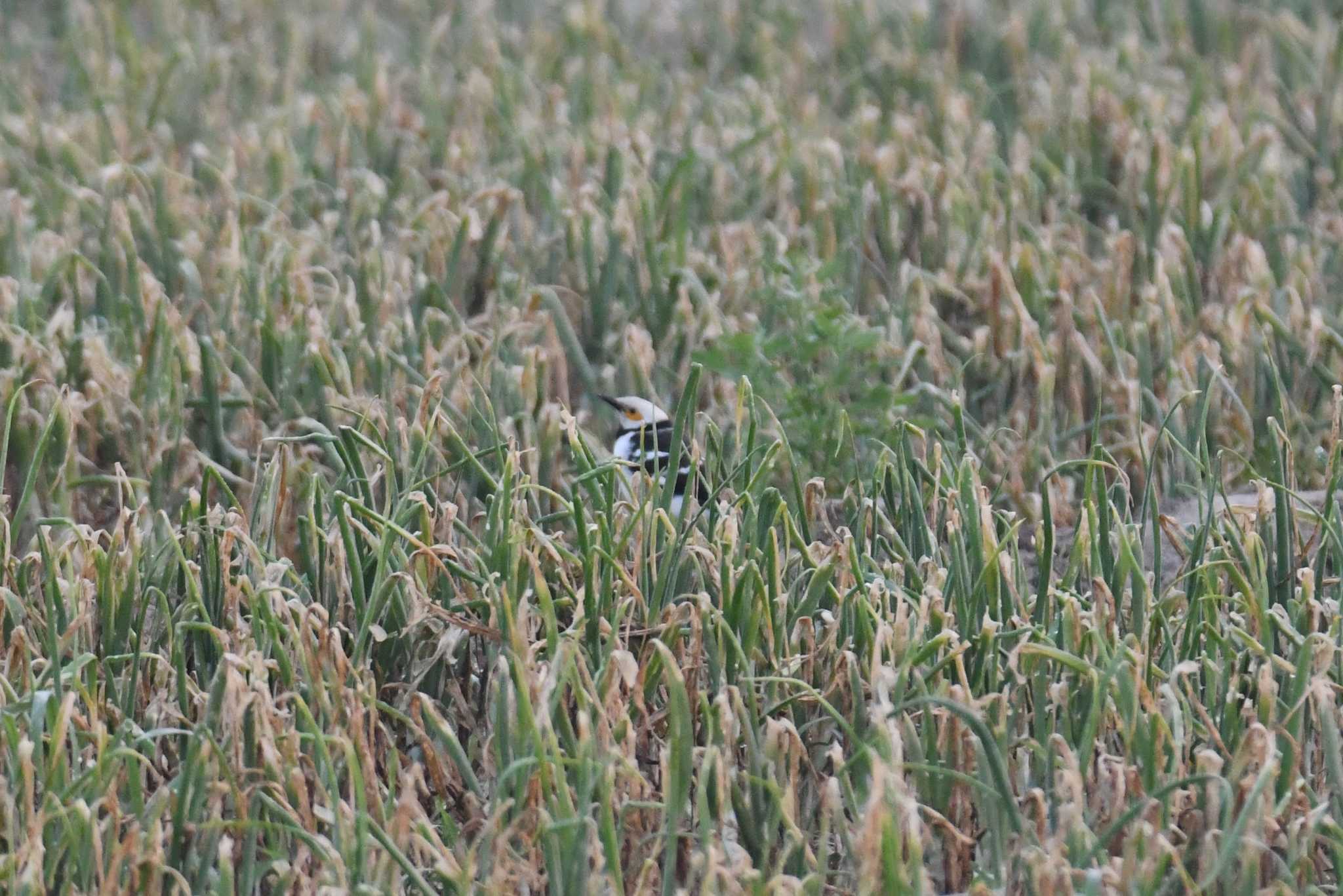 Black-collared Starling