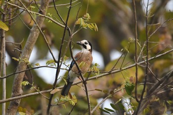 Eurasian Jay Doi Pha Hom Pok National Park Thu, 2/23/2023