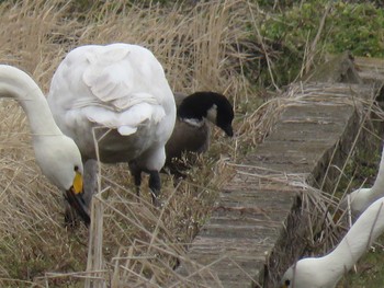 Cackling Goose 滋賀県 Sat, 1/20/2018