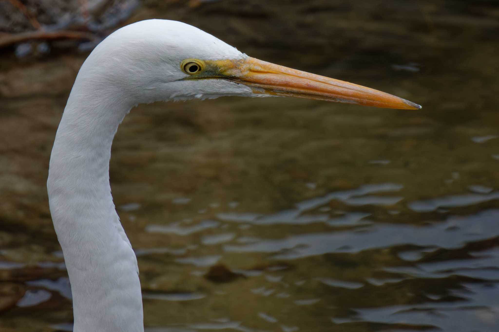 Photo of Great Egret(modesta)  at 大阪府 by Syun