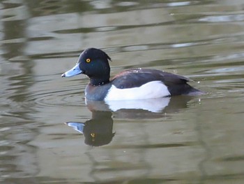 キンクロハジロ 奈良公園 2024年1月21日(日)