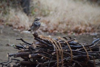 Dusky Thrush ＭＦ Sat, 1/20/2024