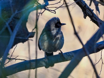 Masked Laughingthrush 多摩川 Fri, 1/5/2024