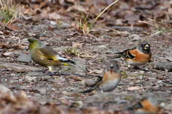 Oriental Greenfinch(kawarahiba) Hikarigaoka Park Fri, 1/19/2024