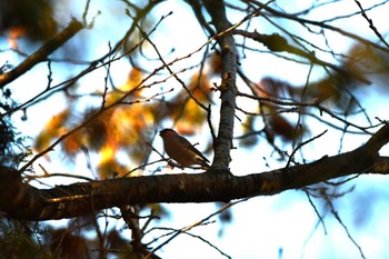 2024年1月12日(金) 秋ヶ瀬公園の野鳥観察記録