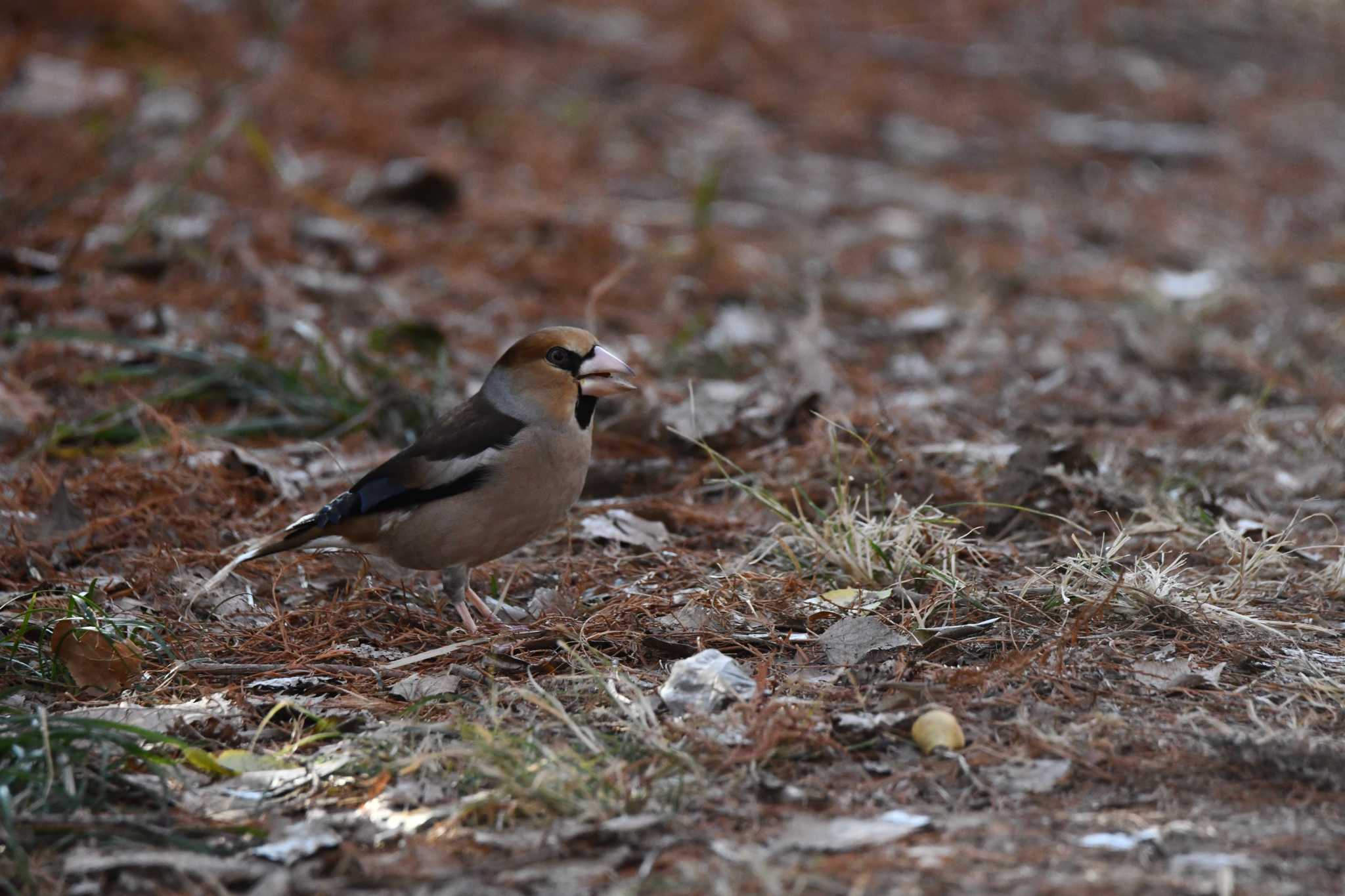 Photo of Hawfinch at Akigase Park by のぶ