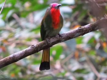 Red-bearded Bee-eater