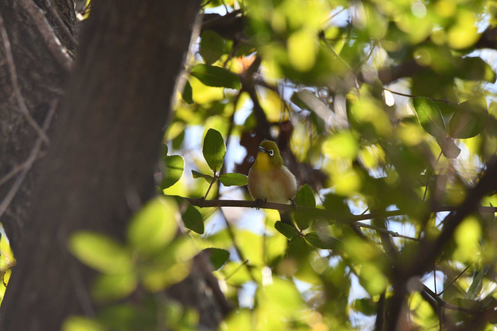 Photo of Warbling White-eye at Akigase Park by のぶ